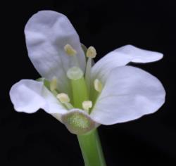 Cardamine pachyphylla. Top view of flower.
 Image: P.B. Heenan © Landcare Research 2019 CC BY 3.0 NZ